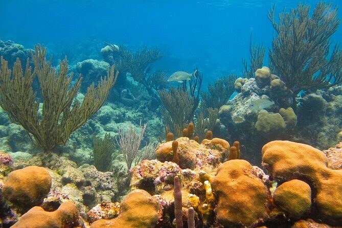 Atv Turtles and Cenote - Authentic Feedback from Travelers