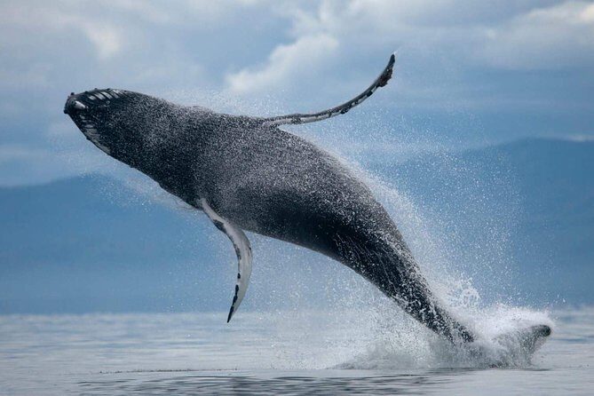 ATV & Whale Watching Full day adventure in Reykjavik - Final Thoughts: Who Should Consider This Tour?