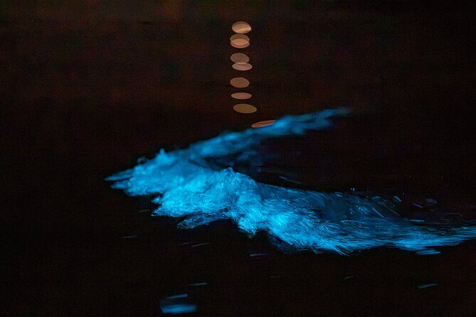 Auckland Bioluminescence Kayak Tour - FAQ