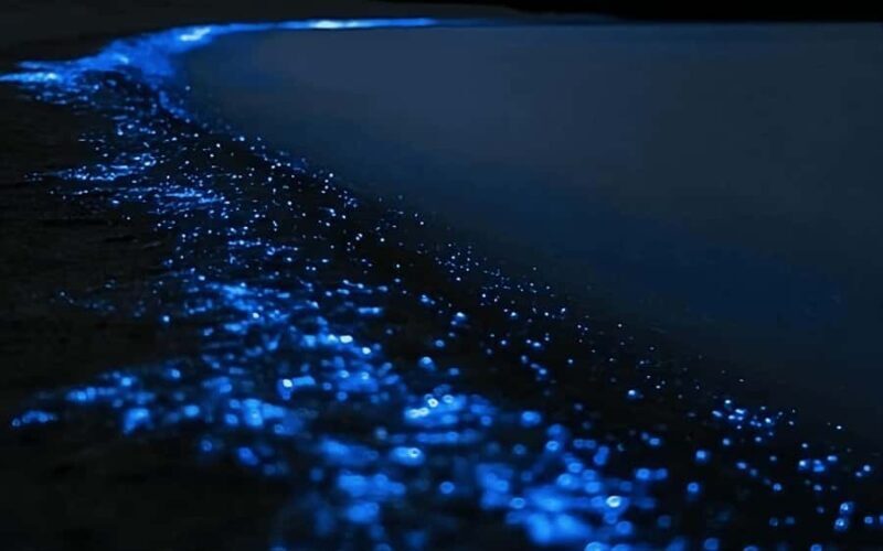 Auckland: Bioluminescence Kayak Tour with Guide - Key Points