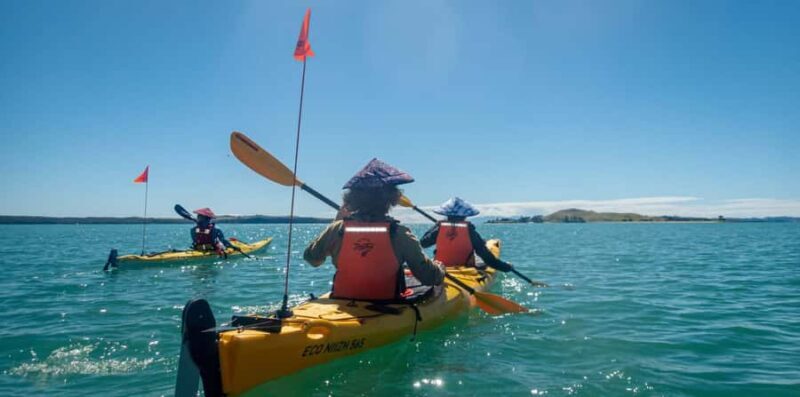 Auckland: Browns Island (Motukorea) Sea Kayak Tour - What Past Participants Say