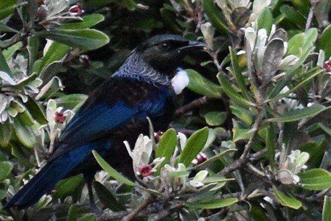 Auckland Bush, Beach and Bites Trail - The Picnic and Leisure Time