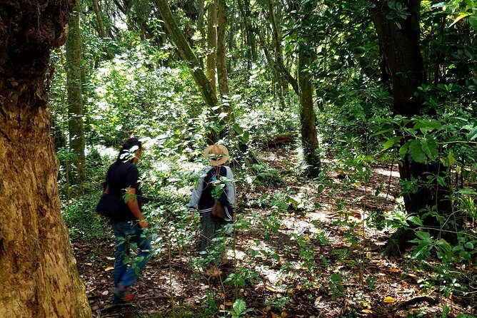 Auckland Bush, Beach and Bites Trail - Why Travelers Love This Tour
