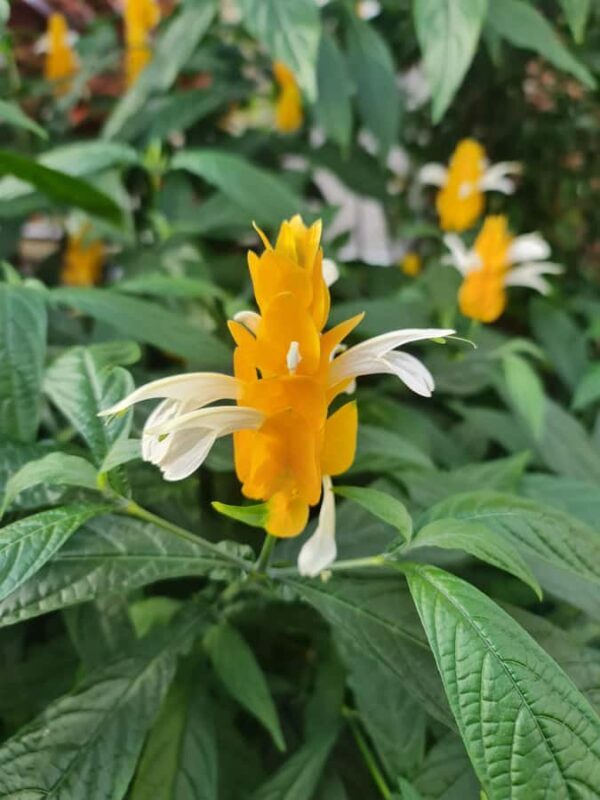 Auckland City Highlights Half Day Tour - The Sum Up: Who Should Book This Tour?