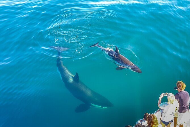 Auckland Dolphin and Whale Watching Eco-Safari Cruise - Key Points