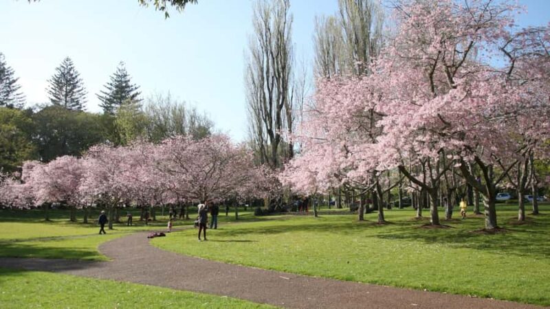 Auckland: Full-Day City Tour - The Practical Side: Transport, Timing, and Group Size