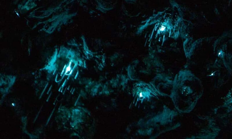 Auckland: Inner-City Glowworm Experience in Ancient Volcano - An Overview of the Experience