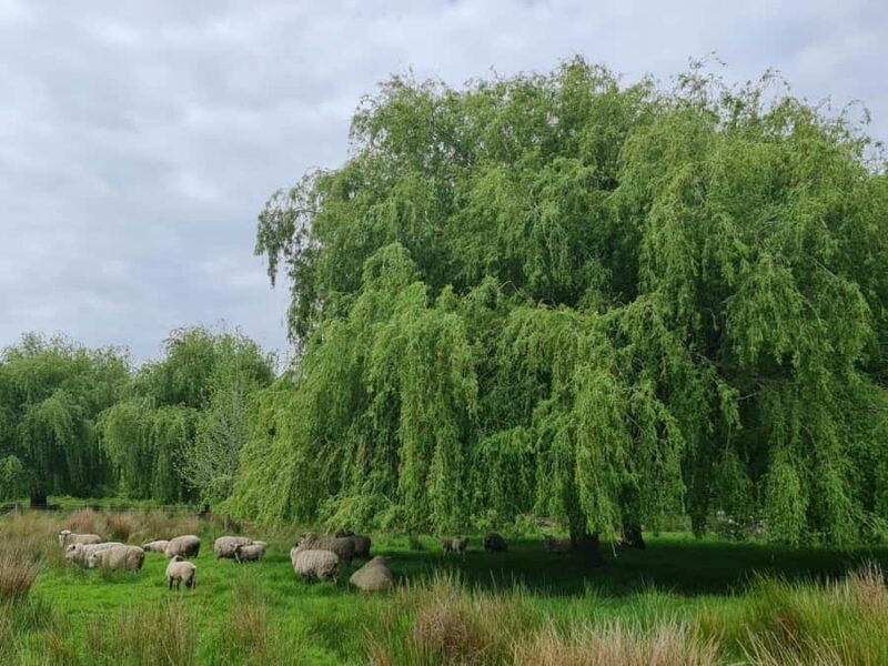 Auckland Nature Tour - FAQ