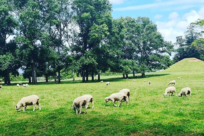 Auckland Nature Tour - Why You Should Consider This Tour