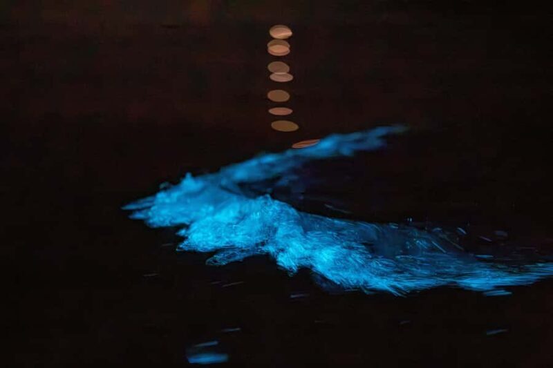 Auckland: Night Kayak Tour in Glowing Bioluminescent Waters - Key Points