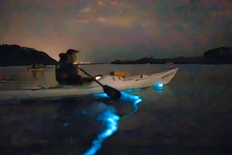Auckland: Night Kayak Tour in Glowing Bioluminescent Waters - An In-Depth Look at the Bioluminescent Kayak Tour