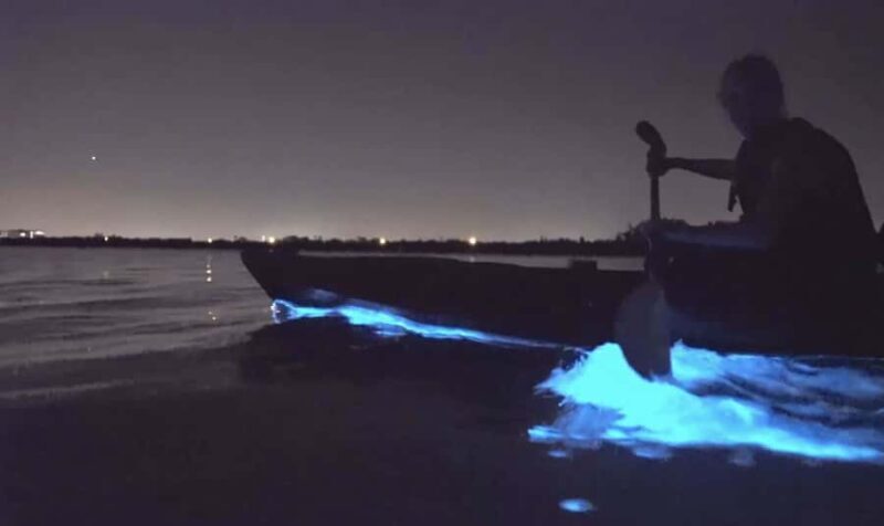 Auckland: Night Kayak Tour in Glowing Bioluminescent Waters - Final Thoughts: Is This Tour Right for You?