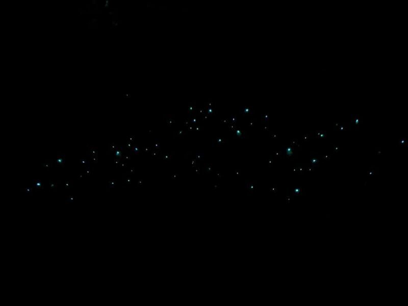 Auckland North Shore Glowworm Tour - Auckland North Shore Glowworm Tour: A Natural Light Show in the Kiwi Bush