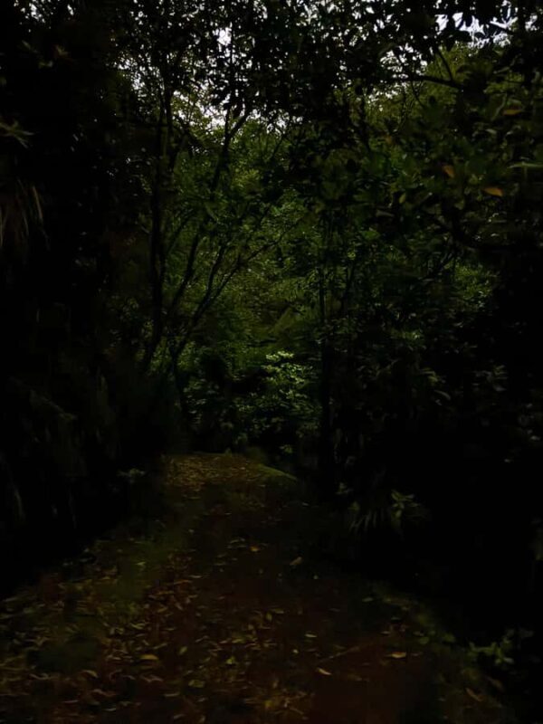 Auckland North Shore Glowworm Tour - Key Points