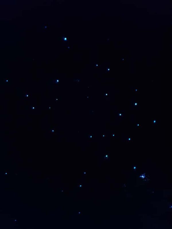 Auckland North Shore Glowworm Tour - The Practical Details: What You Need to Know