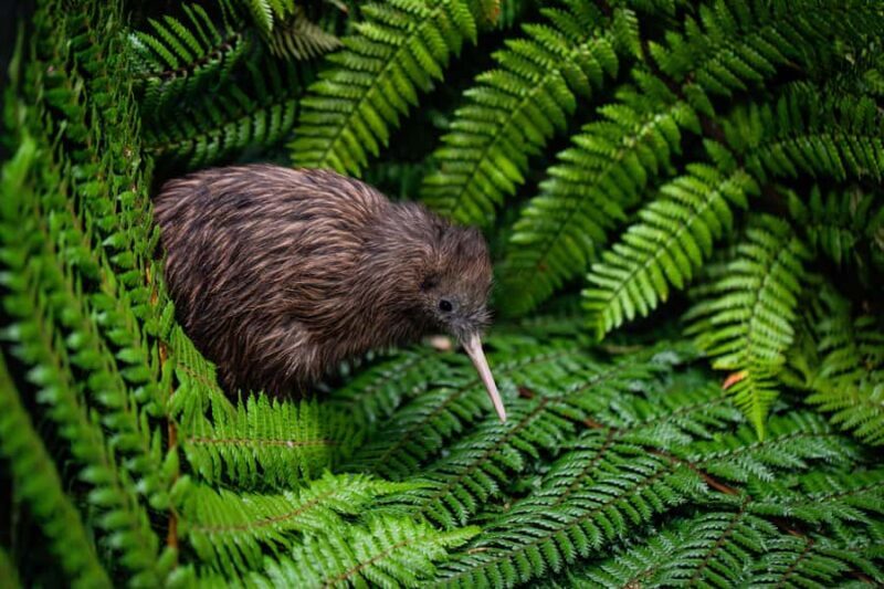 Auckland: Rotorua Wai-O-Tapu, Te Puia with Haka - The Sum Up: Who Should Book This Tour?