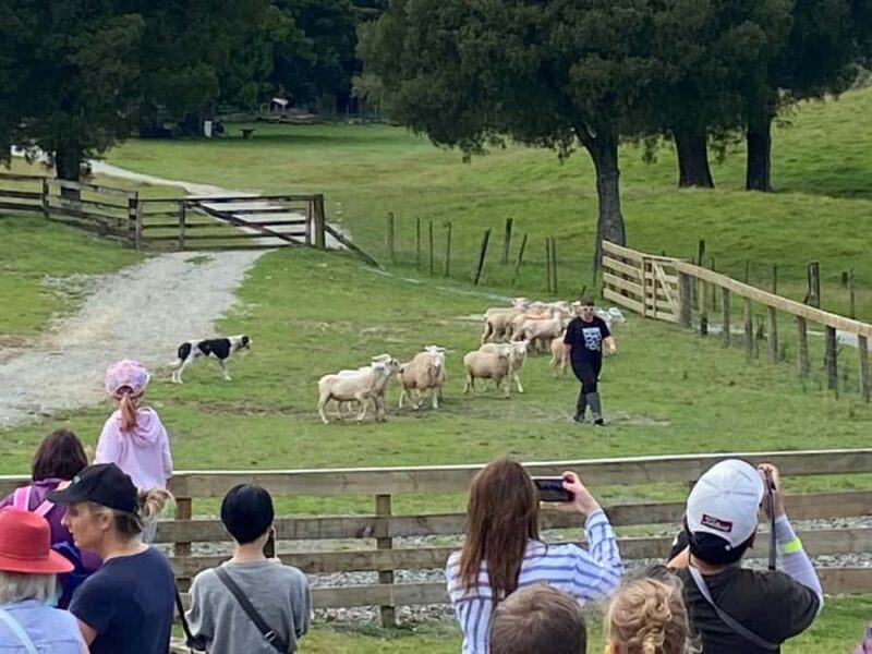 Auckland: Sheepworld, Honey Centre, & Kauri Trail Tour - Key Points