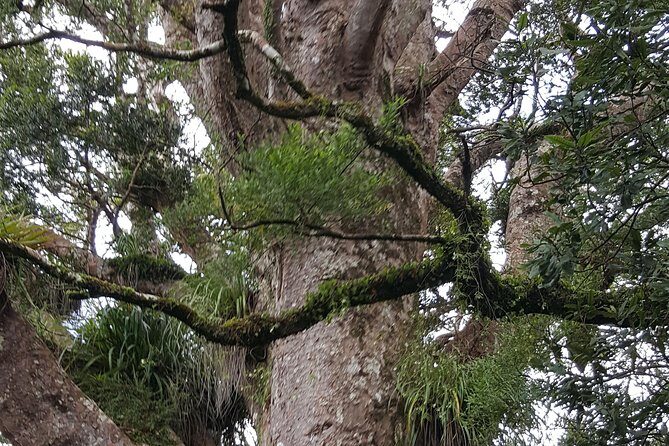 Auckland Sights Exclusive 8 Hour Luxury Day Tour - First Impressions: What to Expect on the Tour