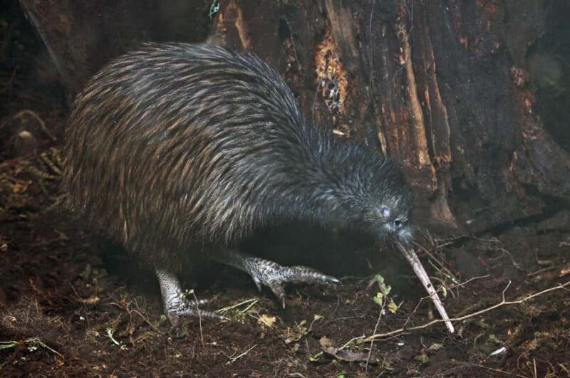 Auckland (Tawharanui): Wild Kiwi Bird Spotting Encounter - A Detailed Look at What to Expect