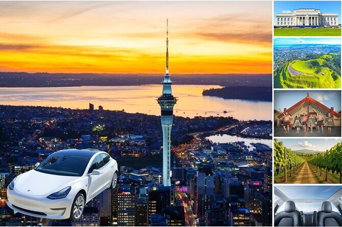 Auckland: Tikapa Moana Dolphin, Whale and Island Cruise - In The Sum Up