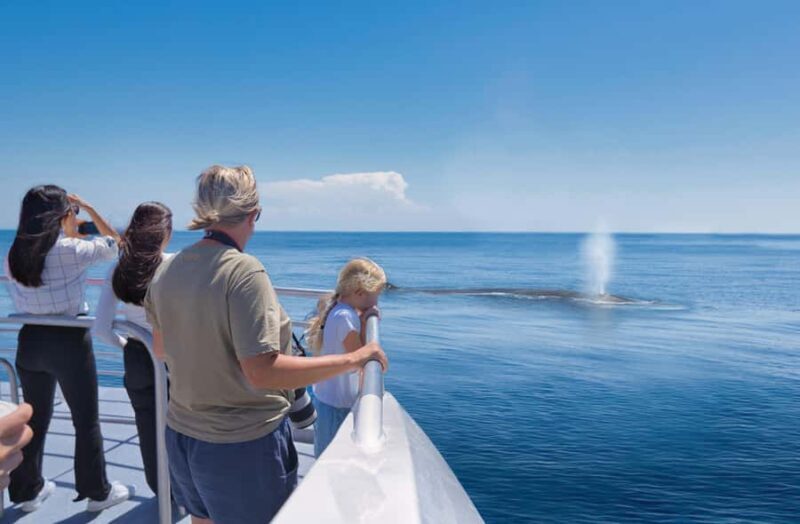 Auckland: Tikapa Moana Whales, Dolphins and Islands Cruise - Who Will Enjoy This Tour?