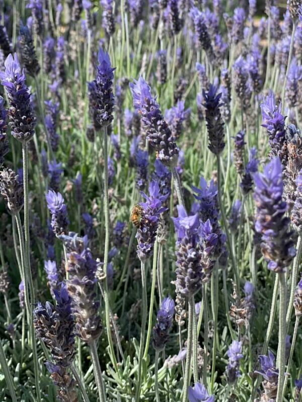 Auckland: Waiheke Island Luxury Experience Private Tour - Final Thoughts