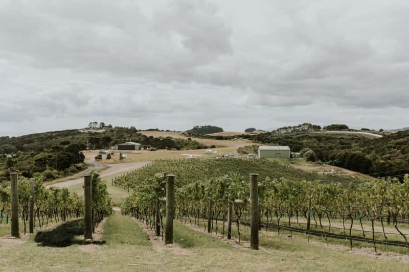 Auckland: Waiheke Island Wine and Food Tasting with Flights - The Sum Up — Is This Tour Worth It?