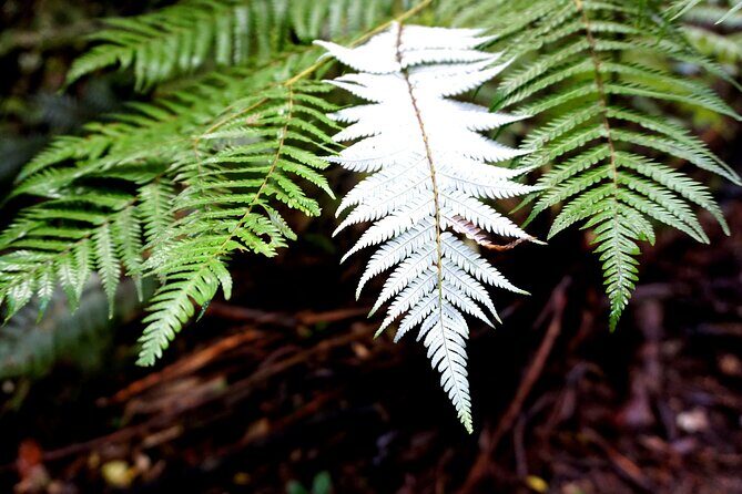 Auckland West Coast Half-Day Private Tour - Price and Value Considerations