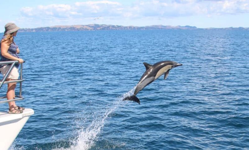 Auckland: Whale and Dolphin Watching Half-Day Eco Cruise - Key Points