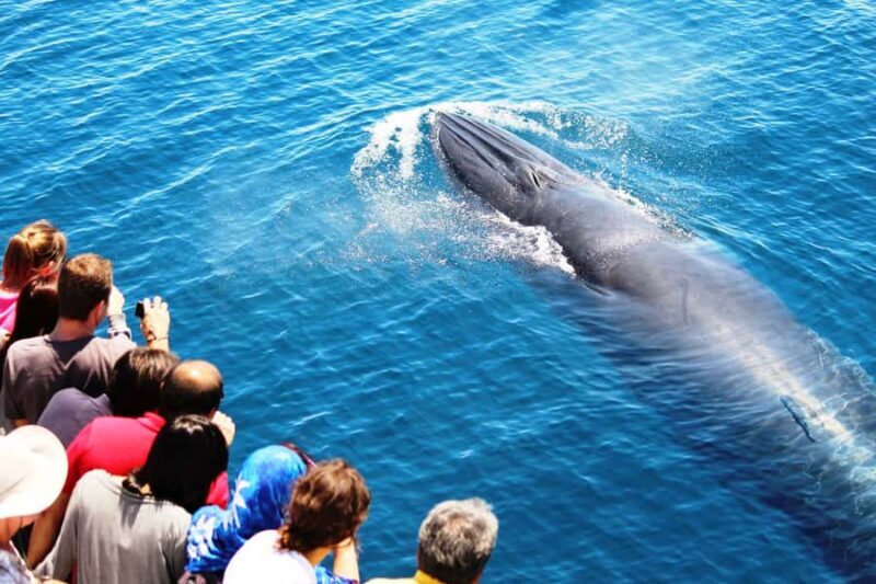 Auckland: Whale and Dolphin Watching Half-Day Eco Cruise - Who Will Love This Experience?