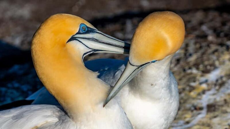 Auckland: Wild West Coast, Black Sand Beaches Tour inc Lunch - Key Points