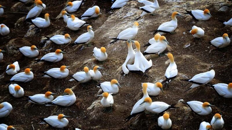 Auckland: Wild West Coast, Black Sand Beaches Tour inc Lunch - Discovering Auckland’s West Coast: A Genuine Adventure