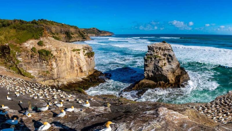 Auckland: Wild West Coast, Black Sand Beaches Tour inc Lunch - Who Will Appreciate This Tour?