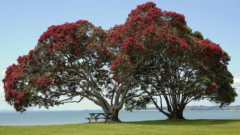 Auckland: Wild West Coast, Black Sand Beaches Tour inc Lunch - FAQ