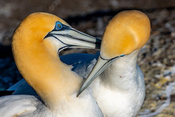 Auckland's Wild West Coast & Black Sand Beaches Tour inc Lunch - The Value and Practicalities