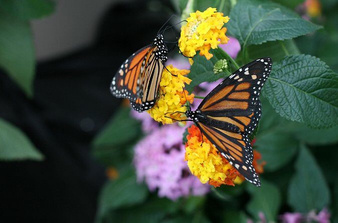 Audubon Zoo, Aquarium, and Insectarium Combo Ticket - Frequently Asked Questions