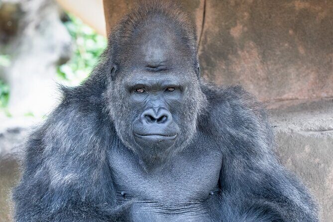 Audubon Zoo Ticket - What to Expect from Your Visit to Audubon Zoo