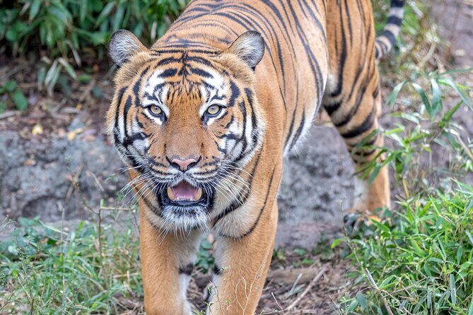 Audubon Zoo Ticket - FAQ About Audubon Zoo