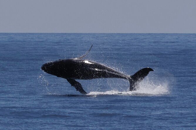 Augusta Whale Watching Eco Tour - The Itinerary: From Meeting Point to Marine Marvels