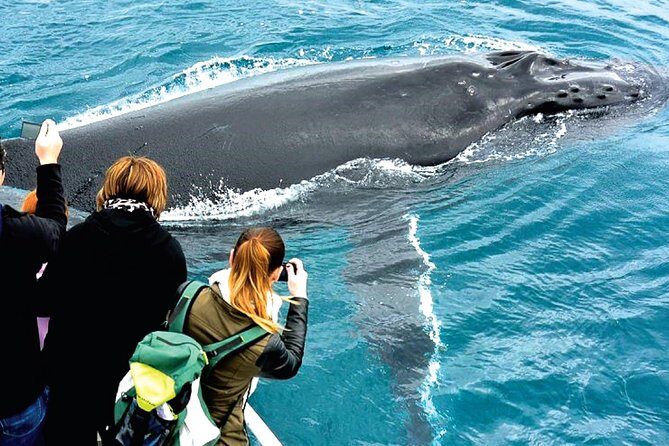 Augusta Whale Watching Eco Tour - Authentic Encounters and Review Highlights