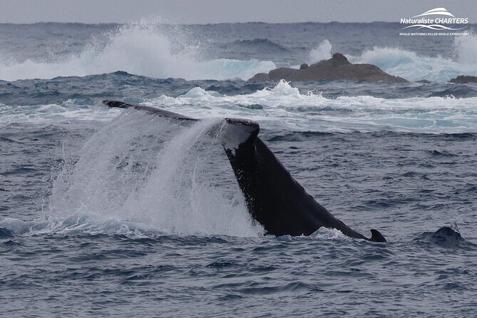 Augusta Whale Watching Eco Tour - The Sum Up
