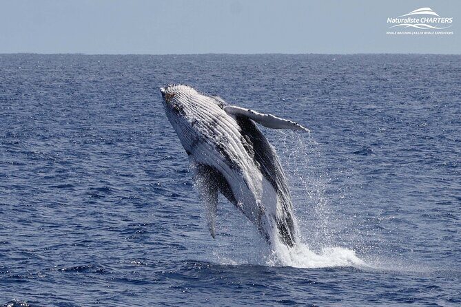 Augusta Whale Watching Eco Tour - FAQ