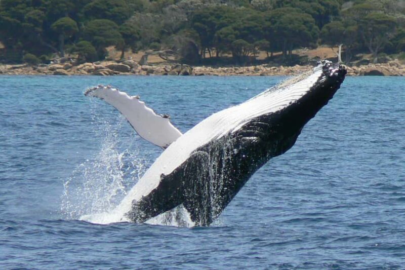 Augusta: Whale Watching Tour - What to Expect: From Embarkation to Return