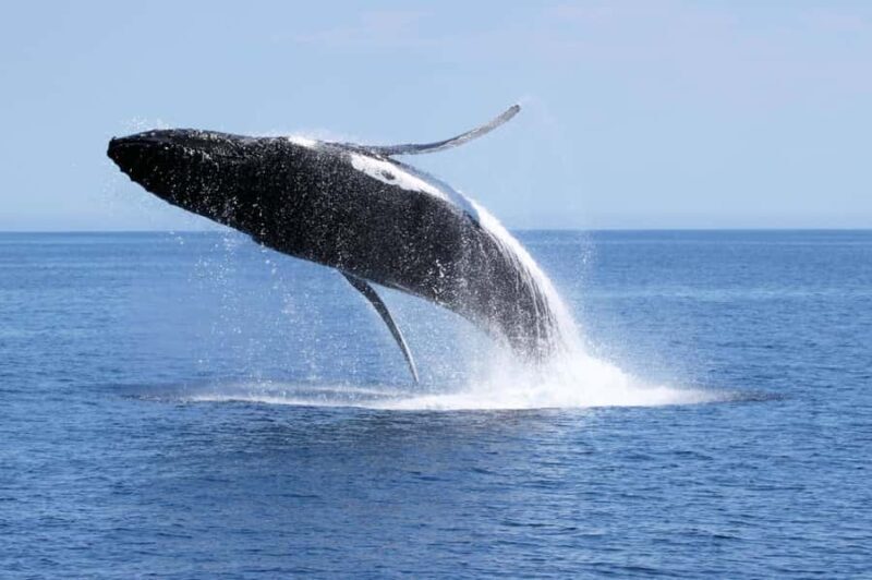 Augusta: Whale Watching Tour - Practical Details & Value