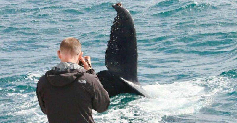 Augusta: Whale Watching Tour - Real Experiences from Other Travelers