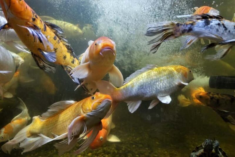 Austin Aquarium Entry Ticket - A Deep Dive into the Austin Aquarium