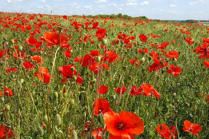 Australian and New Zealand Battlefield Day Tour in the Somme from Lille or Arras - Key Points