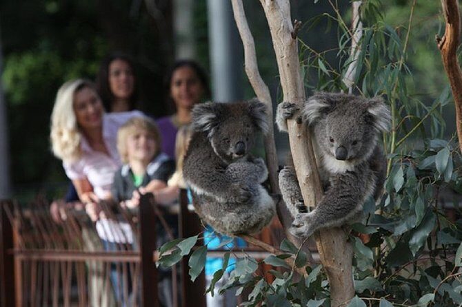 Australian Wildlife Tour at Melbourne Zoo Ticket - excl. entry - Key Points