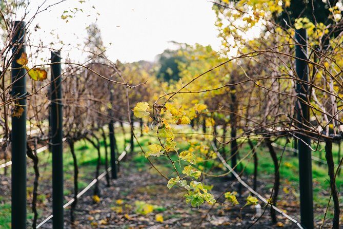 Australian Wine Discovery Tour Ticket - Final Thoughts: Is This Tour for You?