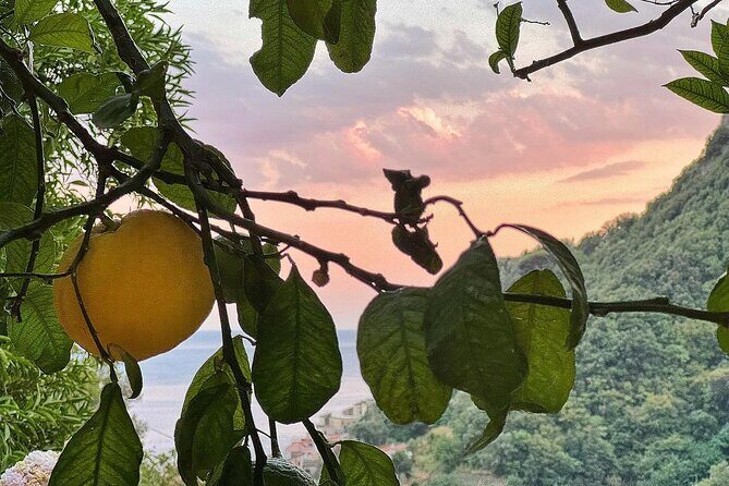 Authentic Amalfi Lemon Tour & Tasting in the Historical Garden - Analyzing the Experience: What Makes It Stand Out